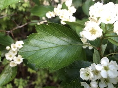 Crataegus okanaganensis
