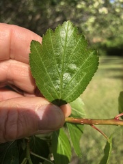 Crataegus okanaganensis