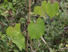 Vitis monticola