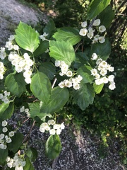 Crataegus okanaganensis
