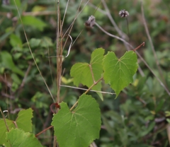 Vitis monticola