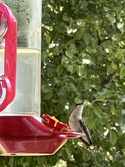 Archilochus colubris