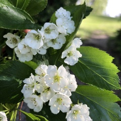 Crataegus okanaganensis