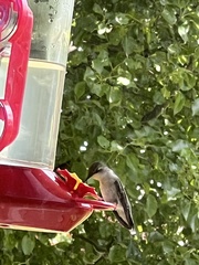 Archilochus colubris