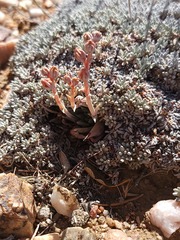 Dudleya abramsii affinis