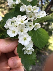 Crataegus okanaganensis
