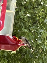 Archilochus colubris