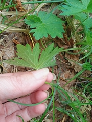 Geranium palustre