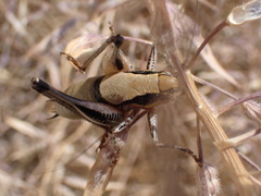 Eupholidoptera megastyla