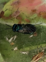 Insecta