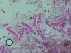 Propolis farinosa