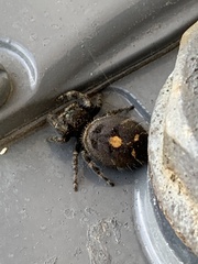 Phidippus audax