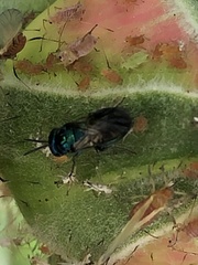 Insecta