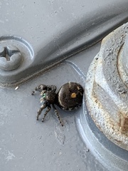 Phidippus audax