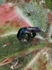 Insecta