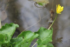 Ficaria verna verna