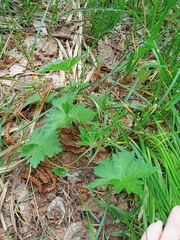 Geranium palustre