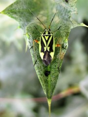 Brachycoleus decolor