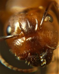 Camponotus caryae