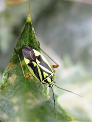 Brachycoleus decolor