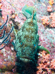 Epinephelus labriformis