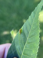 Phylloxera caryaevenae