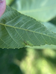 Phylloxera caryaevenae