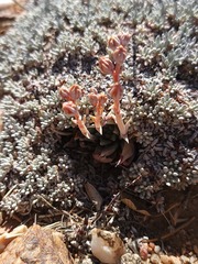 Dudleya abramsii affinis