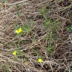 Oenothera berlandieri pinifolia
