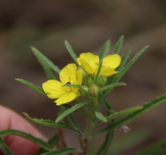 Oenothera berlandieri pinifolia