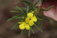 Oenothera berlandieri pinifolia