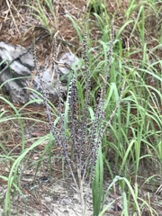 Amorpha paniculata