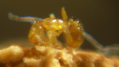 Solenopsis molesta