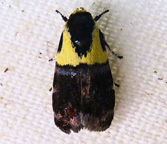 Rectiostoma xanthobasis