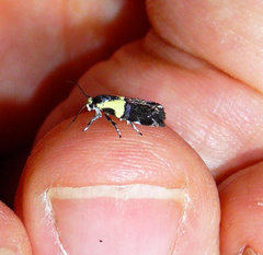 Rectiostoma xanthobasis