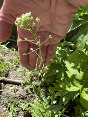 Capsella bursa-pastoris