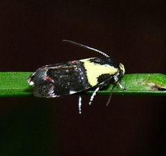 Rectiostoma xanthobasis