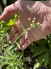 Capsella bursa-pastoris