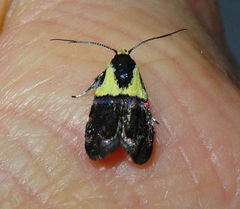 Rectiostoma xanthobasis