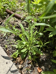 Capsella bursa-pastoris