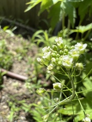 Capsella bursa-pastoris