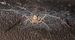 Ebo latithorax