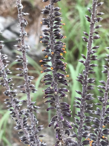 Panicled false indigo (Amorpha paniculata)