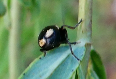 Cryptocephalus moraei