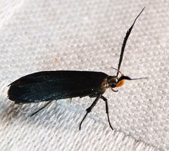 Dichomeris nonstrigella