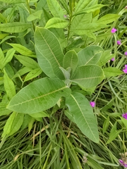 Asclepias syriaca