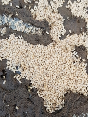 Lasius