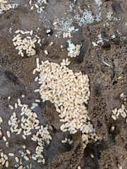 Lasius