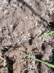 Lasius