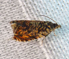 Dichrorampha leopardana